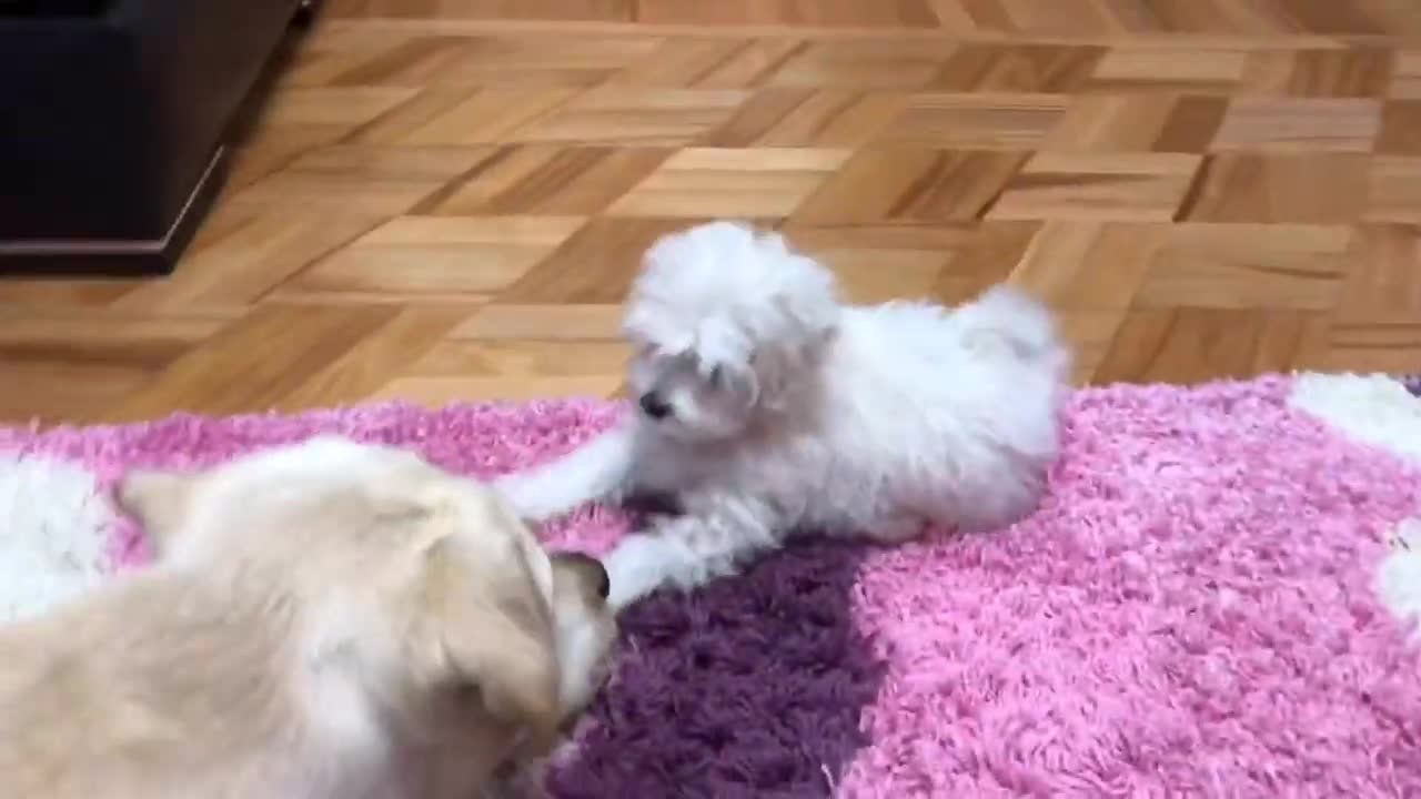 Labrador_Retriever_and_Maltese_