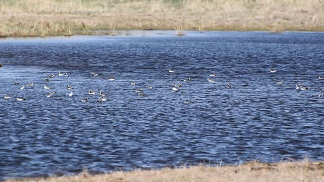 Wilson's Phalarope - 02