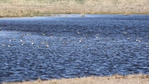 Wilson's Phalarope - 02