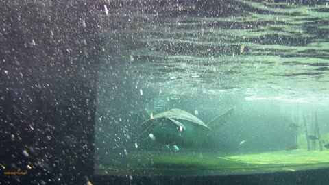 Two Oceans Aquarium, Cape Town, South Africa