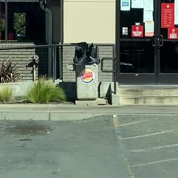 Smart crow at a Burger King