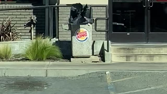 Smart crow at a Burger King