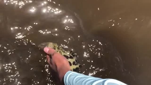 Biggest Goliath Grouper l've ever seen