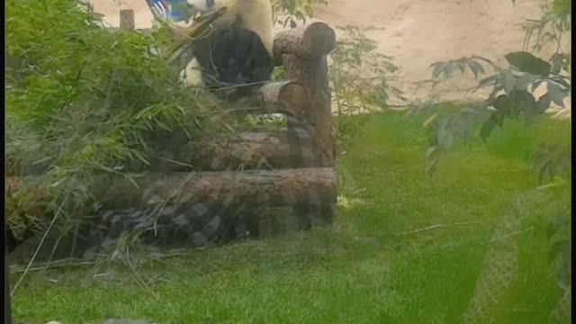 Panda is eating bamboo