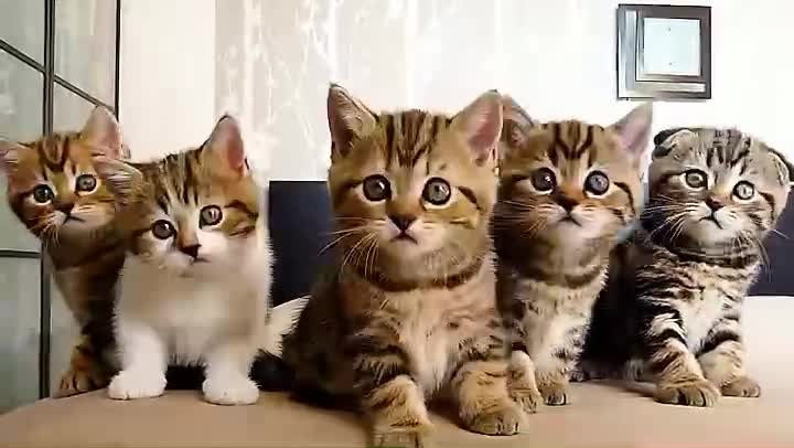 The cats were exercising together, and the first two were tired out