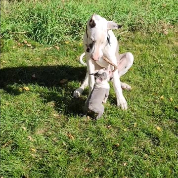 Boston puppy trying to get stick