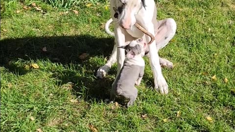 Boston puppy trying to get stick