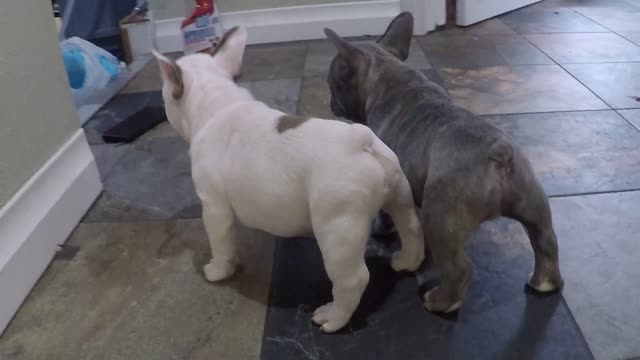 Little Cute Blue French Puppies Play Around