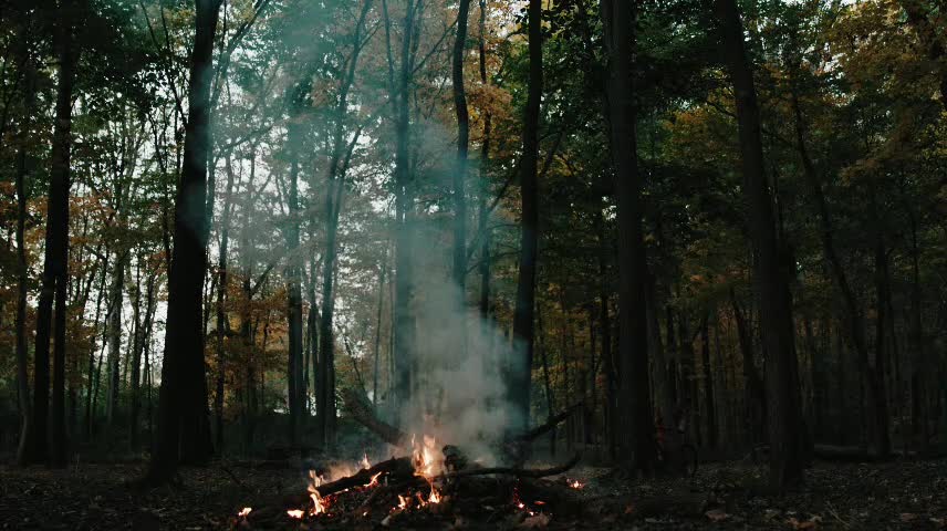 The vast forest, the yearning in my heart, towards freedom