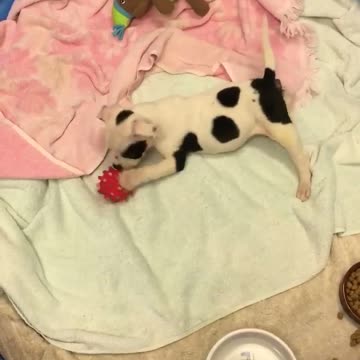 Abandonan a un pitbull bebé en medio del frío por ser diferente, pero él se arrastró para vivir