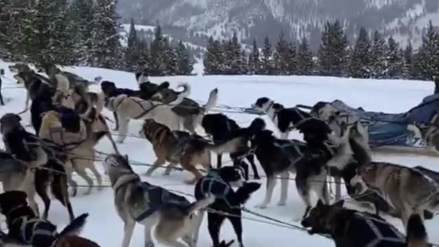 betwwn of mob of attacking wolf dog | tag that lazy one