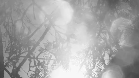 Big tree seen through defocused drops