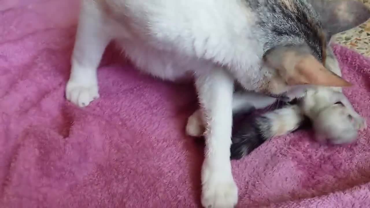 Gata pariendo - Cat giving birth