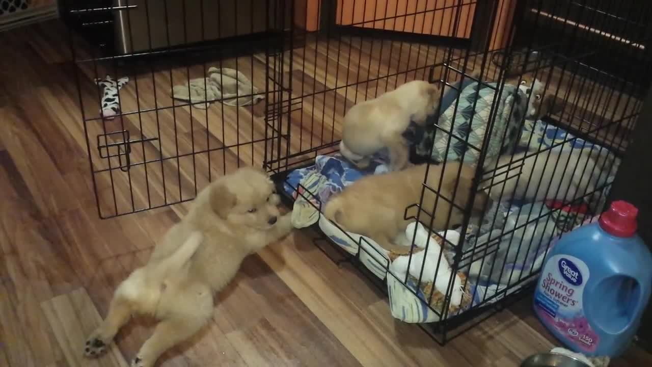 6 weeks old Golden Retriever mix puppies