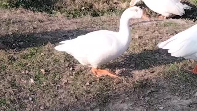 Goose 🦆 Video By Kingdom of Awais