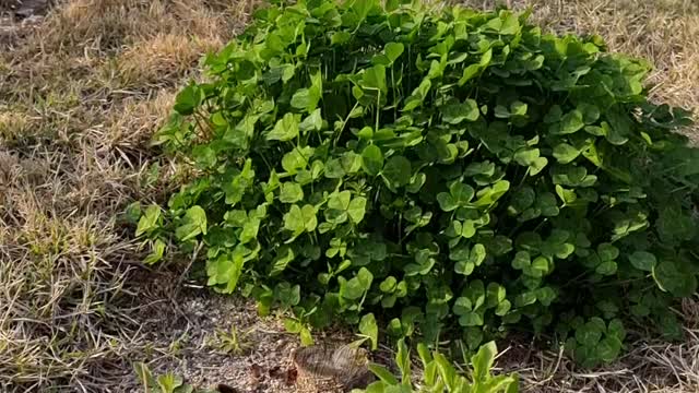 Wind and four leaf clover