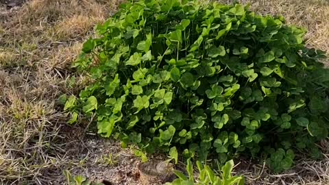 Wind and four leaf clover