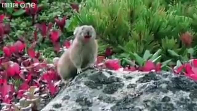 Funny Animals Greek Sounds