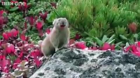 Funny Animals Greek Sounds