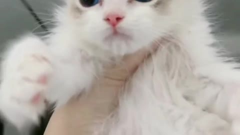 cute little milk cat