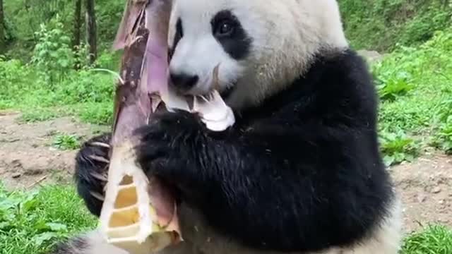 Big Panda eat bamboo root