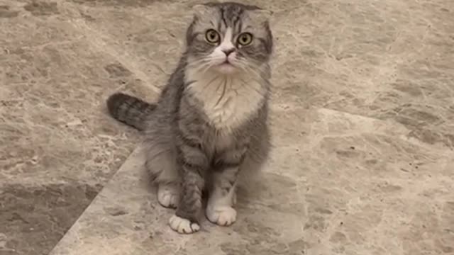 cat daily funny moments part.1