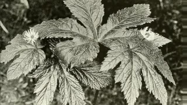 Hidraste ( Hydrastis canadensis L ) serve para fortalecendo o sistema imunológico