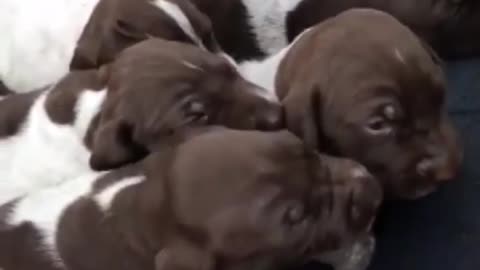 Pick A Puppy