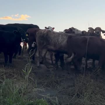April 4 The hungry & inquisitive Cows come to see Dave Oneegs NSW Floods