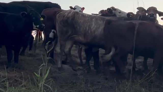 April 4 The hungry & inquisitive Cows come to see Dave Oneegs NSW Floods