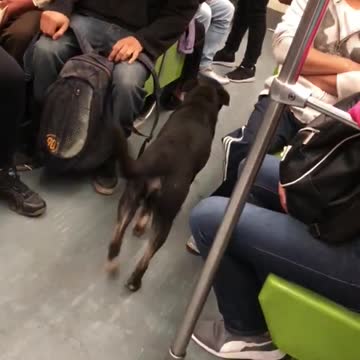Black dog taking ride walking through train