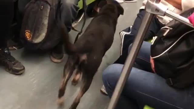 Black dog taking ride walking through train