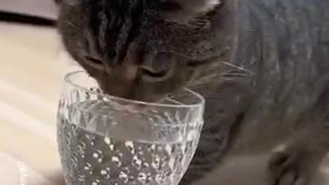 NEW video of cute cat