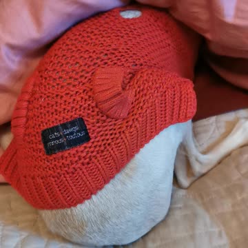 Spudnicks butt is so cute