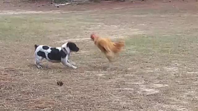 Lola and the Rooster