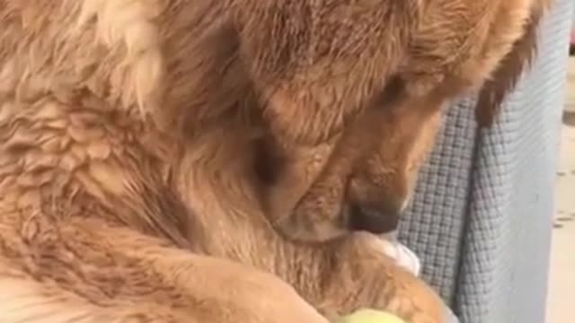 Play furry with a ball of seven stones woolly