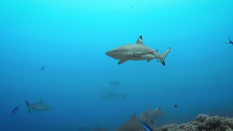A overwhelming pressure for a shark.