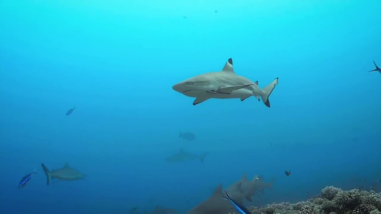 A overwhelming pressure for a shark.
