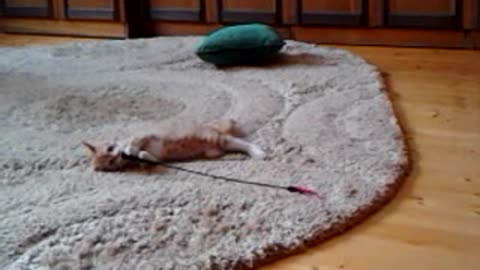 cat in the house