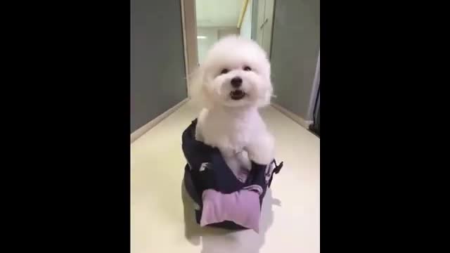 Funny dogs video, cute dog