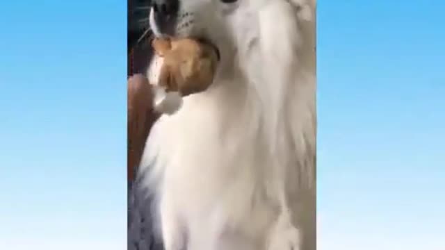 Number Best memes, Animals, Try not to Laugh !!!