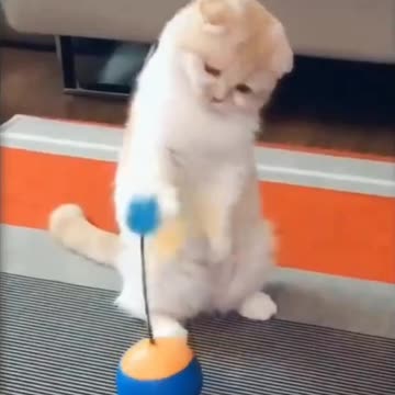 Funny cats and dogs. Cute wild animals