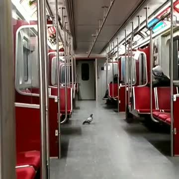 Pigeon walking around inside empty train