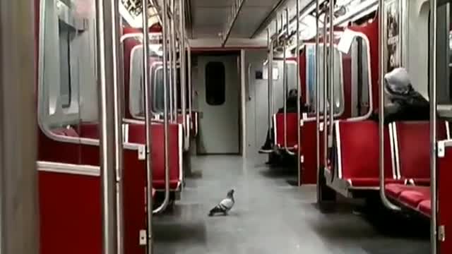 Pigeon walking around inside empty train