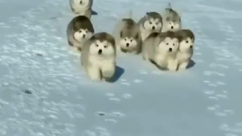 Very cute puppies in winter😍