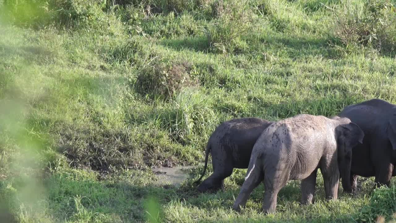 Elephants In Chiangmai, Thailand