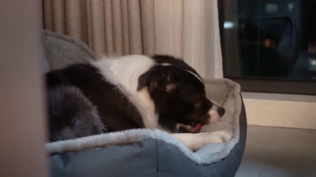 funny animals