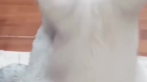 Try Not To Laugh Dogs And Cats 😁 - Best Funniest Animals