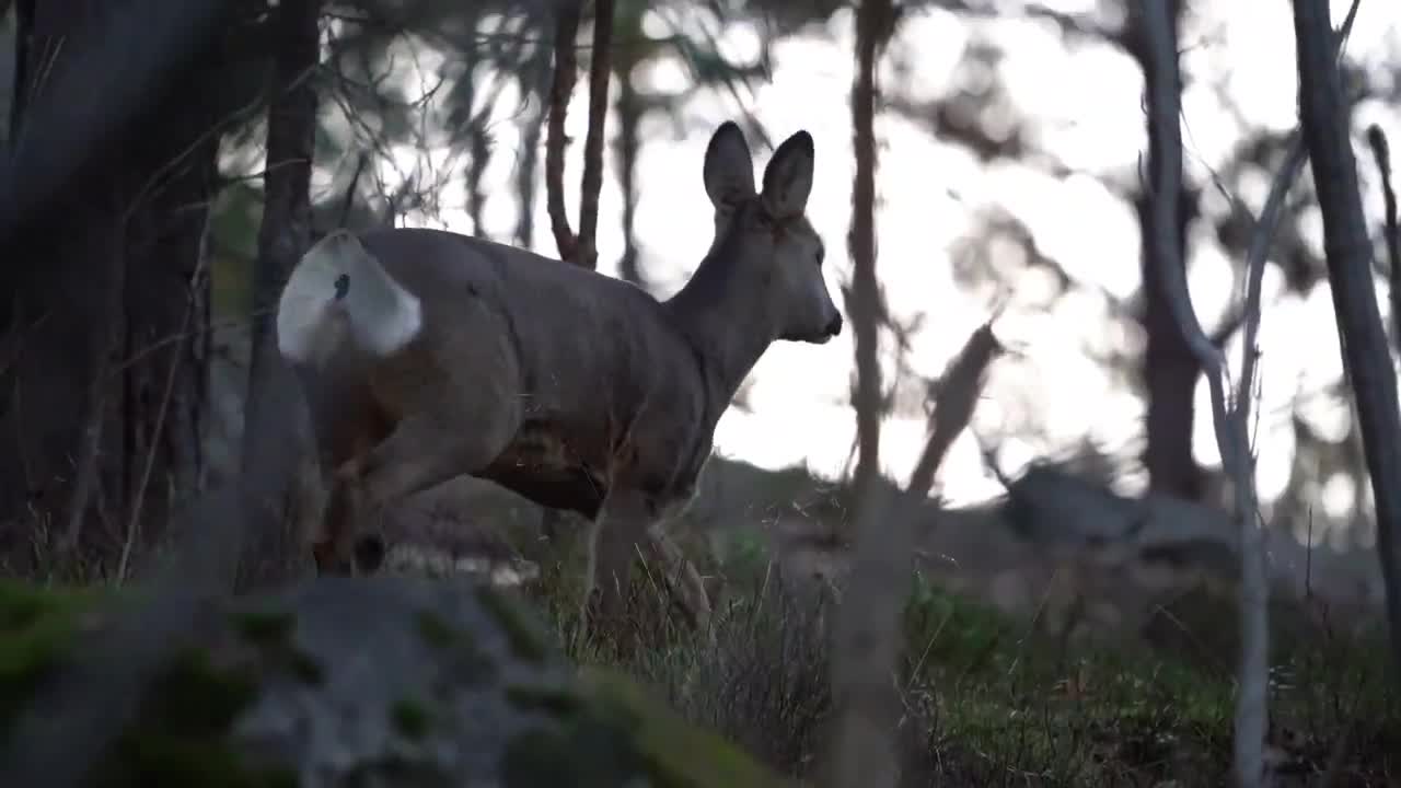 Beautiful Roe Deer in Stockholm