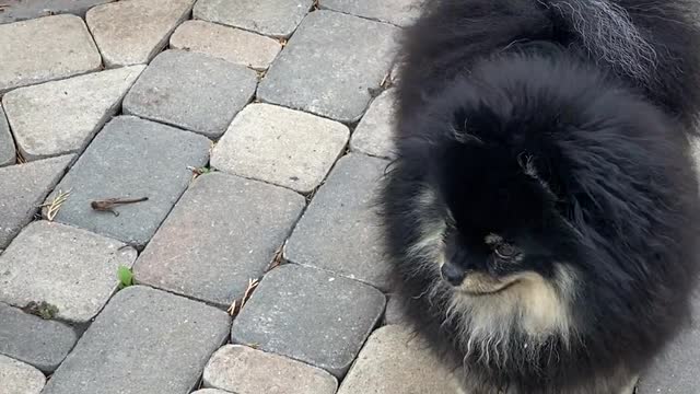 puppies-in-the-garden